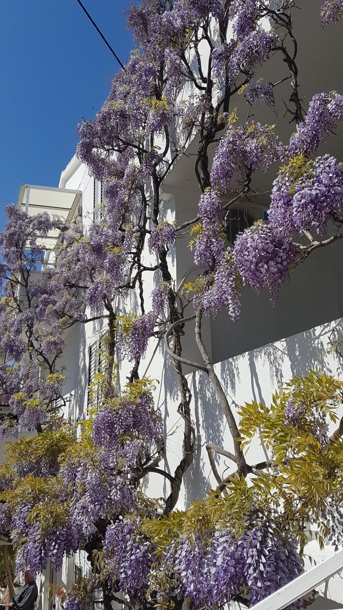 Apartmani Surlin Hvar Town Exterior foto