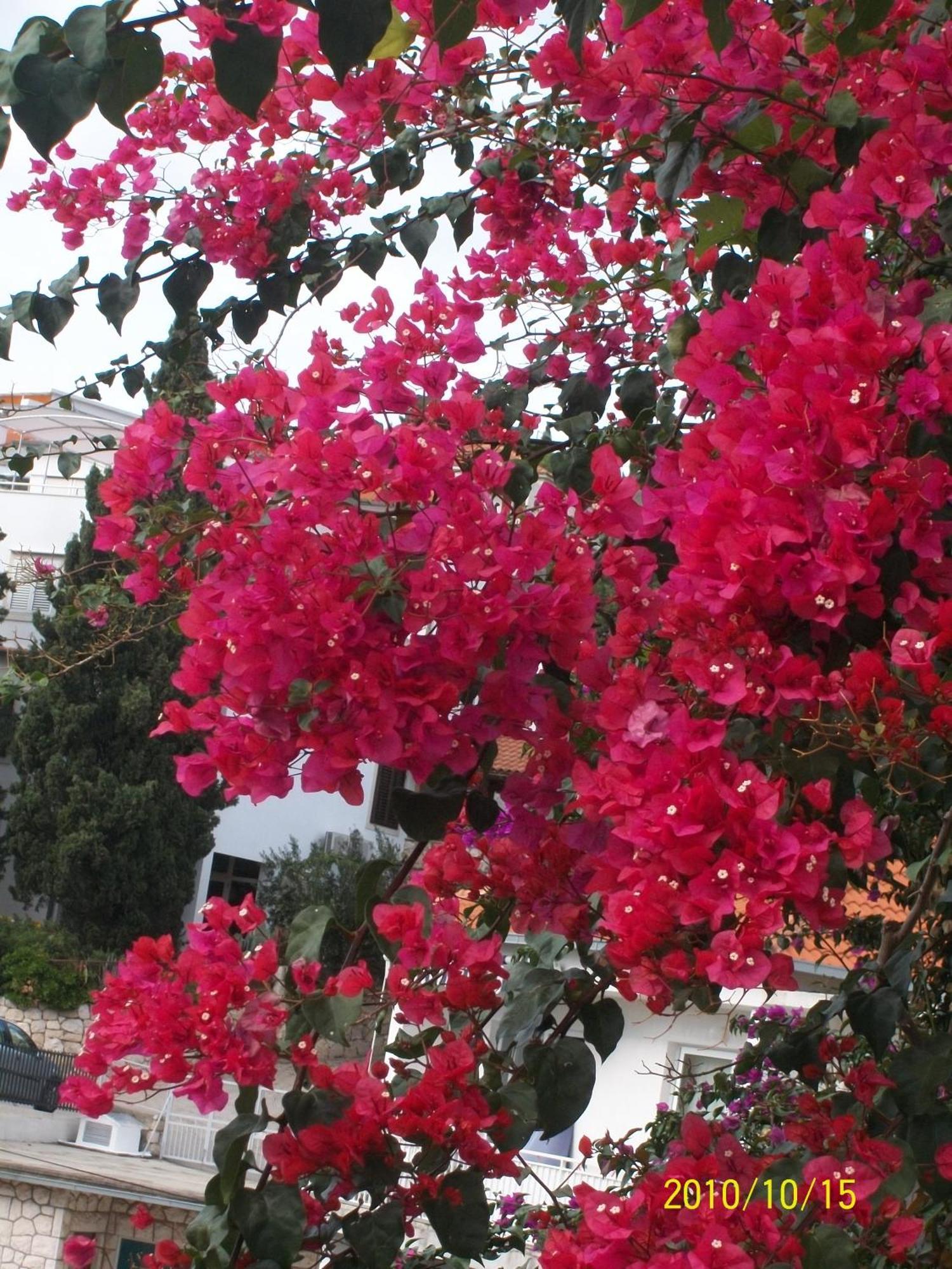 Apartmani Surlin Hvar Town Exterior foto